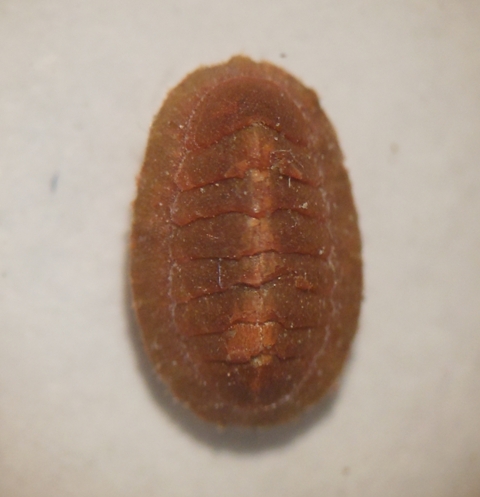 Callochiton septemvalvis?